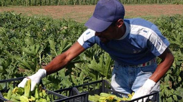 Italia. Muncitori români, exploataţi şi cazaţi în condiţii inumane. Gruparea criminală, care se ocupa de recrutare, a fost destructurată