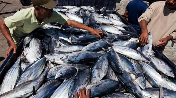 20 de români au umplut magazinele din România cu „pește toxic“, pescuit de conaționali din Spania, Italia sau Franța