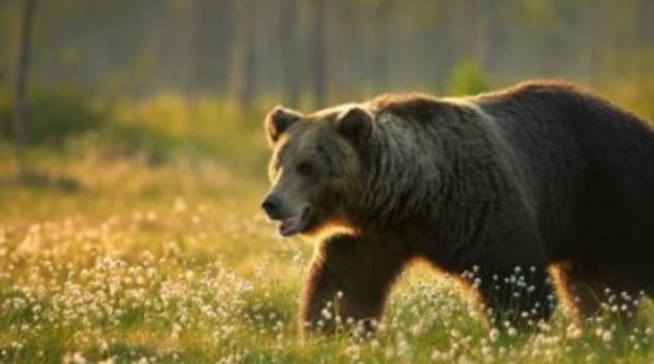 Bărbat, atacat de urs. A fost solicitat elicopterul SMURD