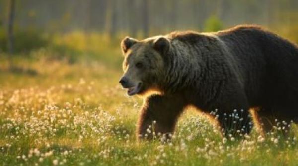 Ministrul Mediului s-a întâlnit cu un urs în drumul spre București 