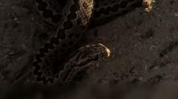 Alertă în Deltă. Tot mai multe vipere au apărut pe plajele sălbatice. Românii, avertizați de autorități