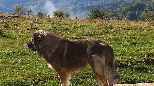 Cioban atacat de urs, salvat de câinii de la stână