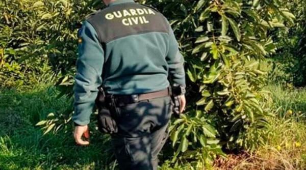 Spania. Trei români, hoți de avocado. Au furat sute de kilograme de fructe, în valoare de 2.000 de euro