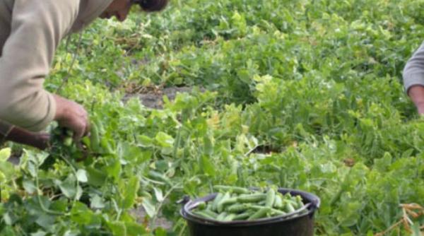 Marea Britanie și efectul Brexit. Legumele și fructele putrezesc pe câmp, pentru că nu are cine să le culeagă 