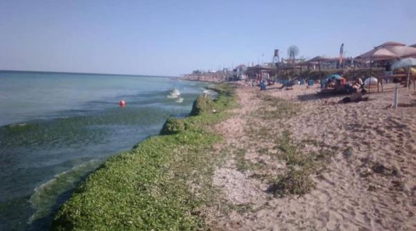 Plajele de pe litoral s-au umplut de alge. Cantitate uriașă în Olimp, Mangalia și Vama Veche