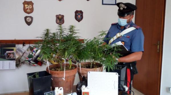 Italia. Un român, care cultivă cânepă indiană acasă, săltat de carabinieri 