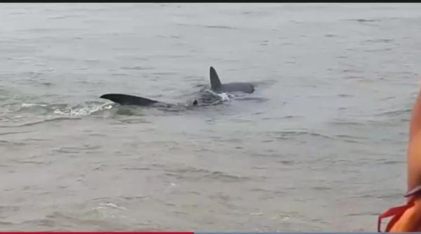 Teroare pe o plajă din Spania. Un rechin s-a apropiat foarte mult de țărm (VIDEO)