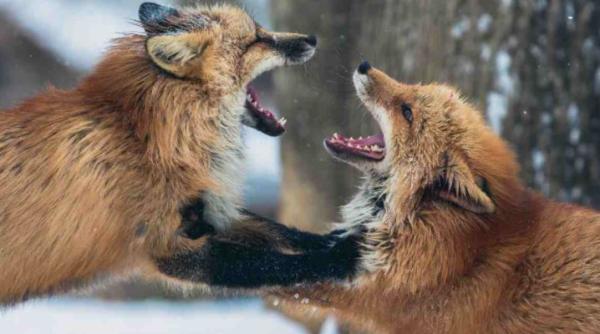 Horoscop. Topul celor mai certărețe semne ale zodiacului. Nativii Rac, experții dezbaterilor și a discuțiilor aprinse