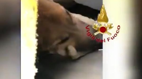 Imagini dramatice la locul exploziei unui imobil din Torino. Un câine, salvat de pompieri de sub dărâmături la 30 de ore după eveniment (Video)