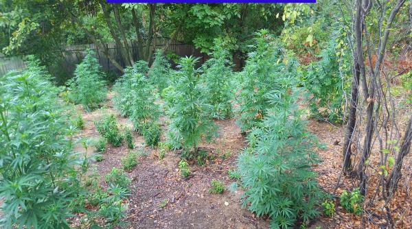 Procurorii DIICOT au dat iama în cultivatorii de cannabis