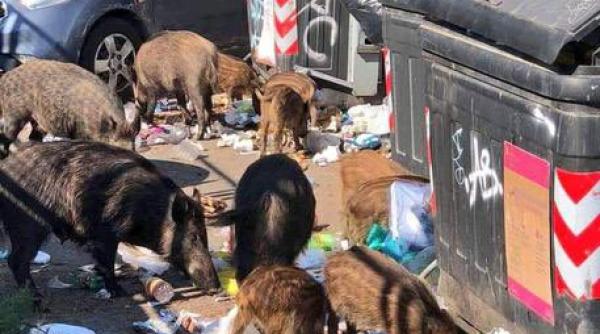 Roma, sub ASALTUL mistreților