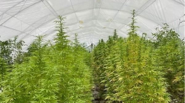 Sute de kilograme de cannabis, confiscate la Timișoara