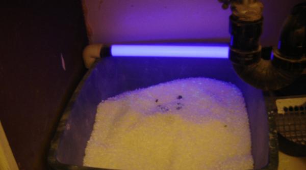 Austria. Un bărbat a ascuns în subsol cadavrul mamei sale, acoperit cu nisip pentru pisici, pentru a-i încasa pensia. O româncă ar fi implicată în acest caz