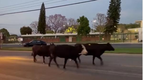 Vacile, învăţate să meargă la toaletă pentru a reduce emisiile de gaze cu efect de seră