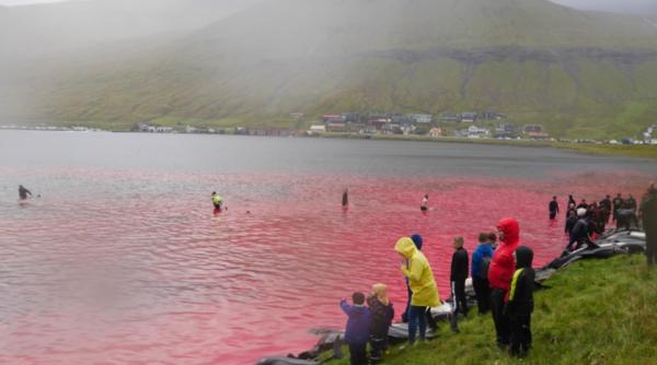 Guvernul din Insulele Feroe a apărat MASACRAREA a peste 1.400 de DELFINI în cadrul unei VĂNĂTORI tradiționale