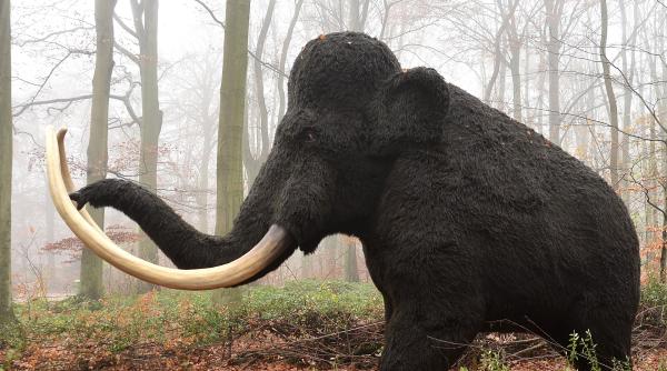 Un grup de geneticieni investește 15 milioane de dolari pentru readucerea la viață a unui elefant dispărut acum 4000 de ani