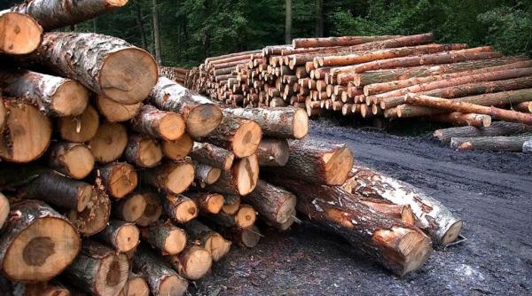 Garda Forestieră Suceava: "În zona unde au fost agresați jurnaliștii nu se desfășurau activități ilegale de tăiere de arbori"