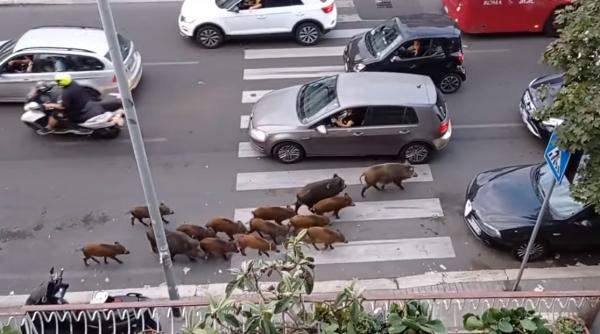 Roma, invadată de porci mistreți. Localnici sunt exasperați: "Mersul pe jos a devenit periculos" - VIDEO