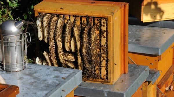 Primul „hotel pentru albine” se află în Croația. Accesul e simplu 