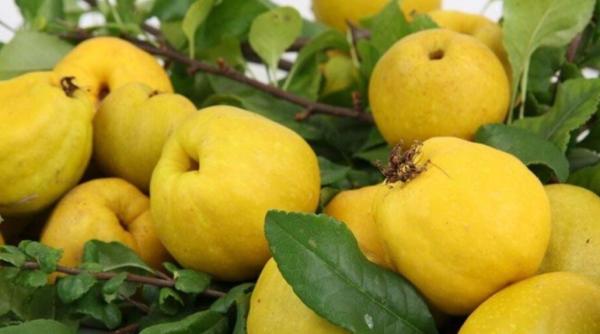 Gutuile, leac pentru inimă şi ficat. Șapte motive pentru care poti considera gutuia un fruct minune