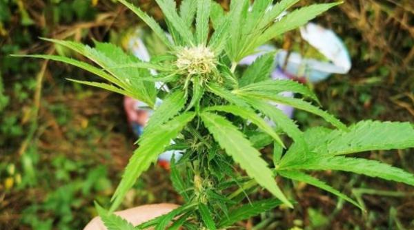 Plantație de canabis, descoperită în vestul țării. Inculpații cultivau plantele în aer liber, pe malul râului Crișul Alb 