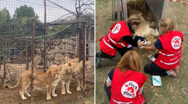 Șapte lei, salvați dintr-un sat din România și duși într-un sanctuar din Olanda: „Au fost crescuți într-o curte“