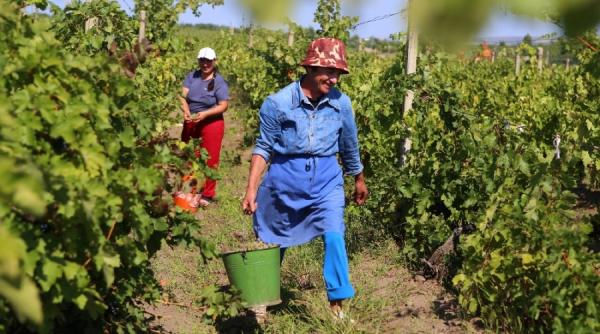 Italia. Focar de Covid printre culegătorii de struguri: O româncă moartă, alta la terapie intensivă. 14 persoane venite cu autocarul din România