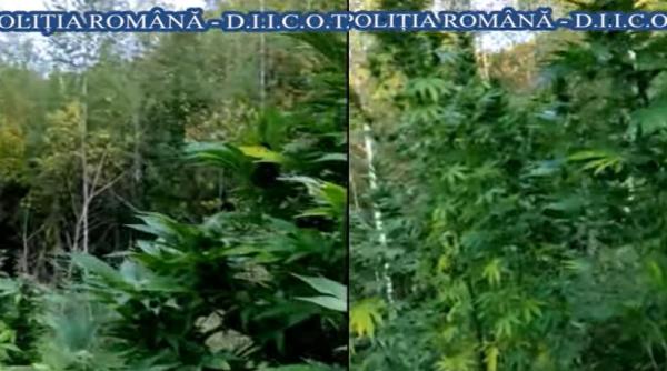Doi români, au pus la cale o afacere ilegală. Cultivau cannabis pe diferite terenuri neamenajate 