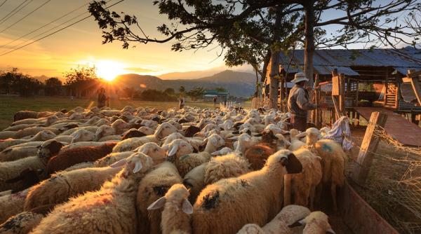 Italia. Urmărire ca în filme pentru carabinieri. Un român, prins în flagrant când fura o turmă de oi
