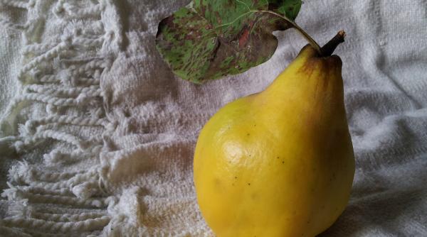 Gutuia, darul minune al toamnei: Rețeta celui mai bun remediu contra tusei, aflat de la bunica