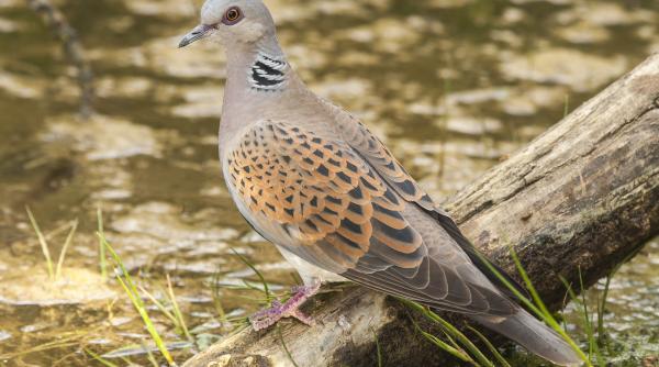 Belgia. Un român a furat porumbei în valoare de 600.000 euro