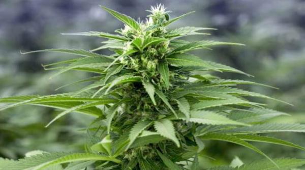 Germania. Un român se plimba cu o mașină, burdușită cu cinci kilograme de marijuana. Polițiștii l-au arestat pe loc