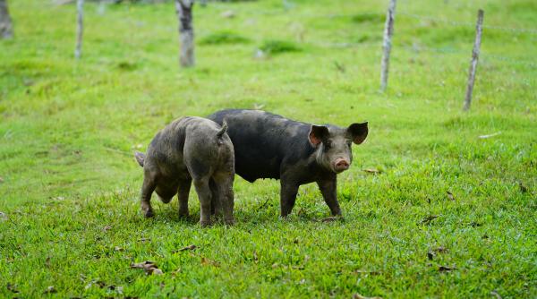 „Patrulă de porci” pe unul dintre cele mai aglomerate aeroporturi din Europa 