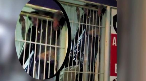 Hoț român, dat de gol de urletele de durere: A început să strige singur după ajutor către polițiști (VIDEO)