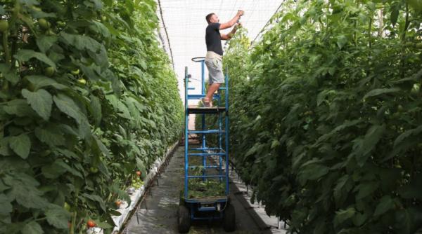 Românii lasă Spania în urmă. Sute de culegători de roșii pleacă dezamăgiți din Canare: "Nu se mai câștigă ca înainte"