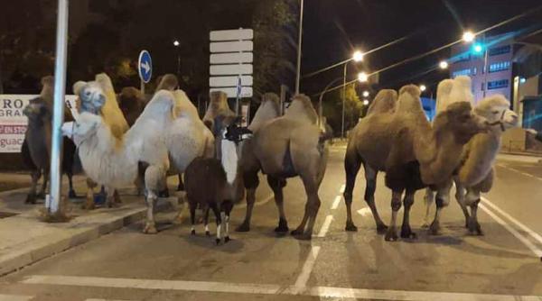 Spania. Mai multe cămile şi o lamă, în libertate pe străzile din Madrid: Au evadat de la un circ - FOTO