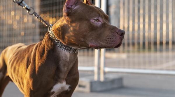 Băiețel de 10 ani ucis de un pitbull, în timp ce se juca acasă la un coleg de școală: „Nu am mai văzut așa ceva până acum în viața mea”