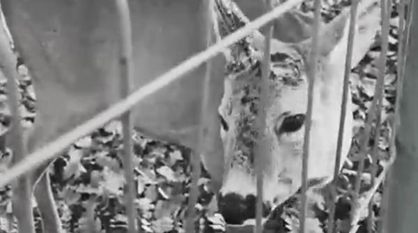 Incident șocant la o grădină zoologică din vestul țării. Un vizitator a rupt cornul unui căprior, ca suvenir