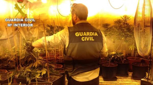 Spania. Români, prinși cu peste 1.100 de plante de marijuana în casă