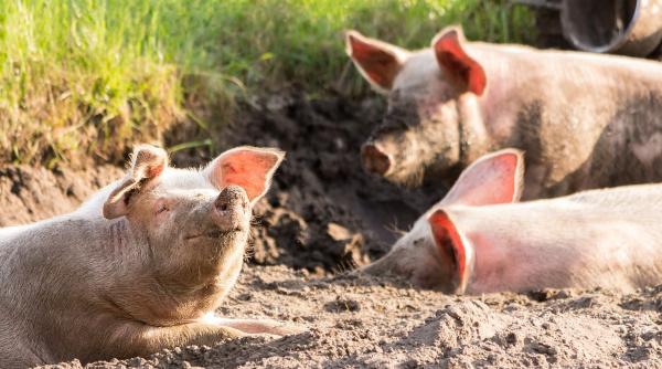 Ministrul Bode, mesaj după ce un polițist a fost păcălit de colegi să ceară un porc drept primă de Crăciun