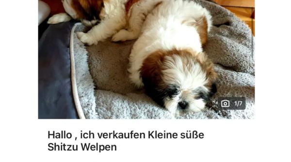 Germania. Român, prins când încerca să vândă căței: „Este o fraudă. Și animalele suferă! Nu le cumpărați de pe internet!”