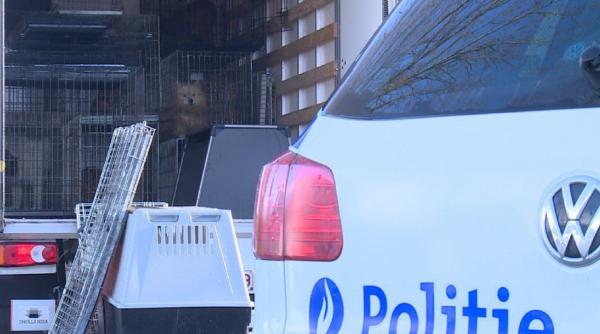 Belgia. 50 de câini din România, sechestrați într-o casă în condiții mizere: „Proprietarii aveau intenții nobile” 