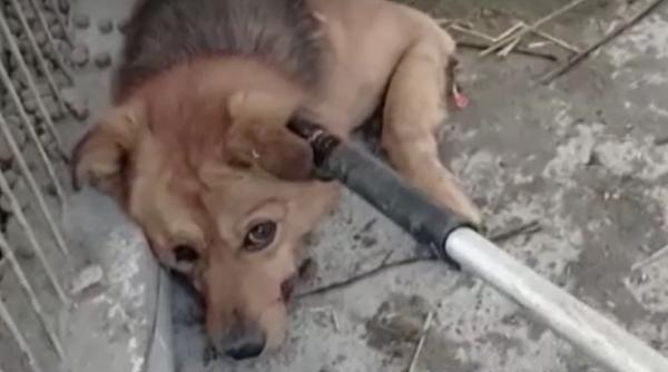 Scene revoltătoare într-un centru de ecarisaj din România: Câinii sunt operați pe viu și lăsați să zacă pe jos