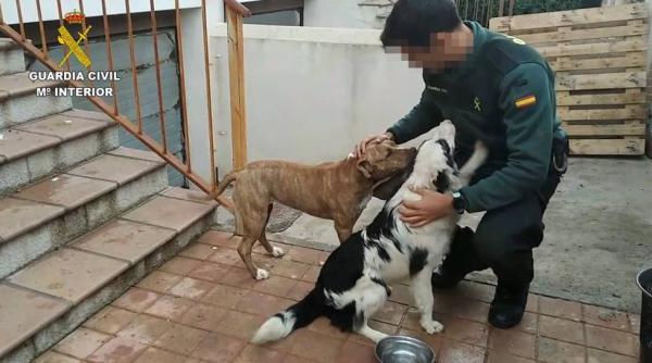 Spania. Româncă acuzată de acte de cruzime față de animale. Polițiștii, șocați de ce au găsit în casa femeii