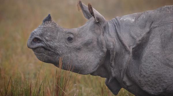 Traficant de coarne de rinocer, pedeapsă-record: 14 ani de închisoare