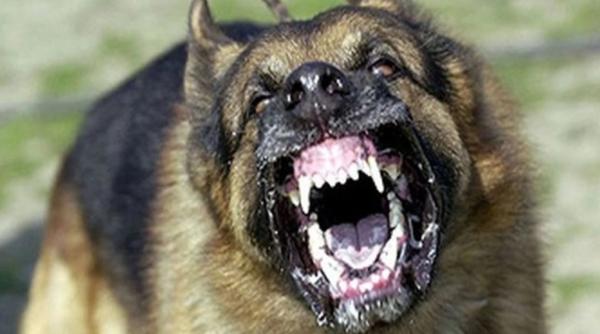 Român, atacat și mușcat de doi câini. Proprietarul patrupezilor a fost reținut de polițiști 