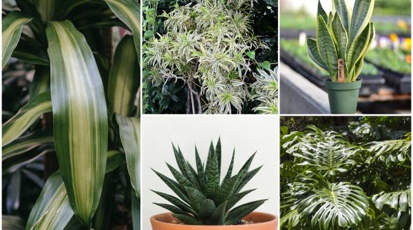 5 plante de cameră care îți aduc fericirea și îți poartă noroc în fiecare zi