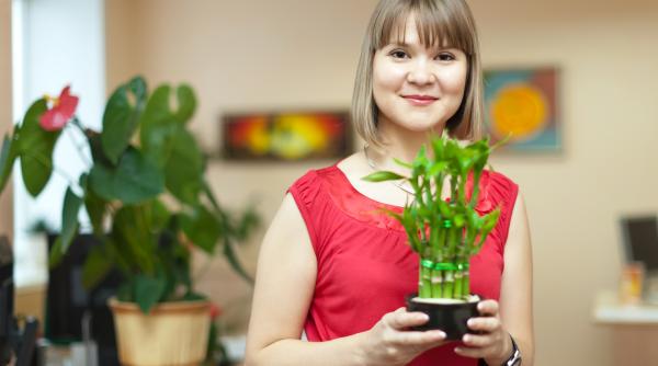 5 plante de cameră care atrag banii, norocul și abundența. Trebuie să ai cel puțin una în casa ta!