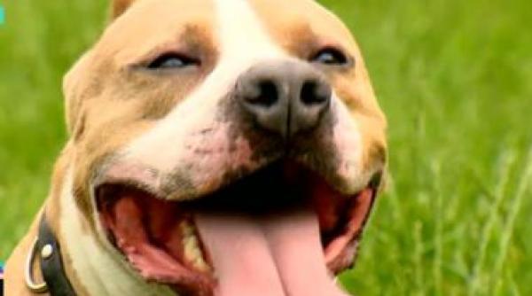 Româncă atacată pe stradă de doi câini Amstaff care au scăpat dintr-o curte