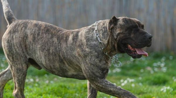 Doi copii care mergeau la colindat şi un bărbat care le-a sărit în ajutor, muşcaţi de câini. Tatăl micuților, s-a răzbunat apoi pe animale